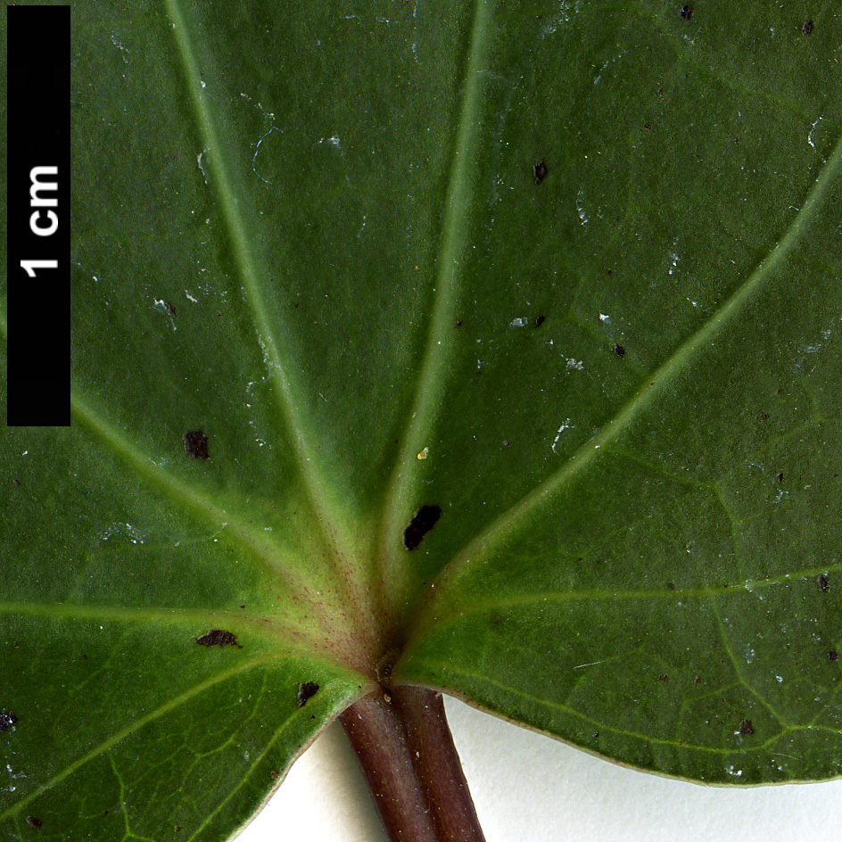 High resolution image: Family: Piperaceae - Genus: Macropiper - Taxon: excelsum